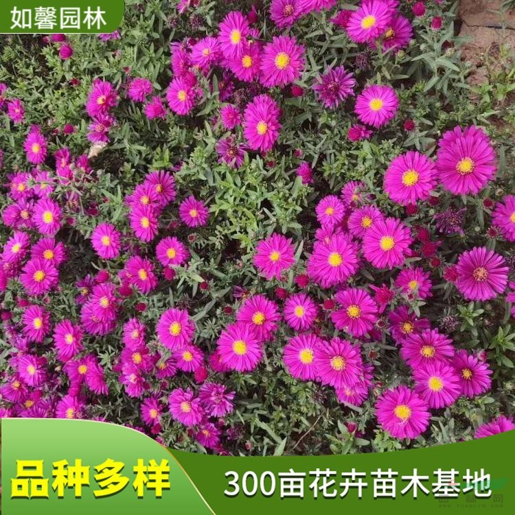 基地出售宿根觀賞花卉荷蘭菊 花壇護(hù)坡綠化 花鏡片植