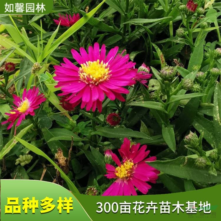 基地出售宿根觀賞花卉荷蘭菊 花壇護(hù)坡綠化 花鏡片植