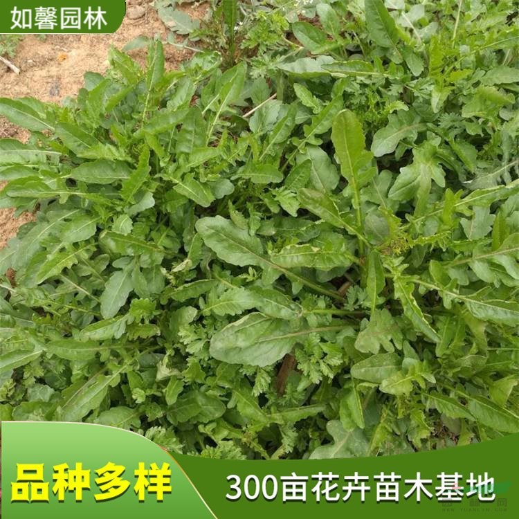 出售薺菜 易種植 陽(yáng)臺(tái)庭院盆栽可食用植物 花壇花鏡觀賞