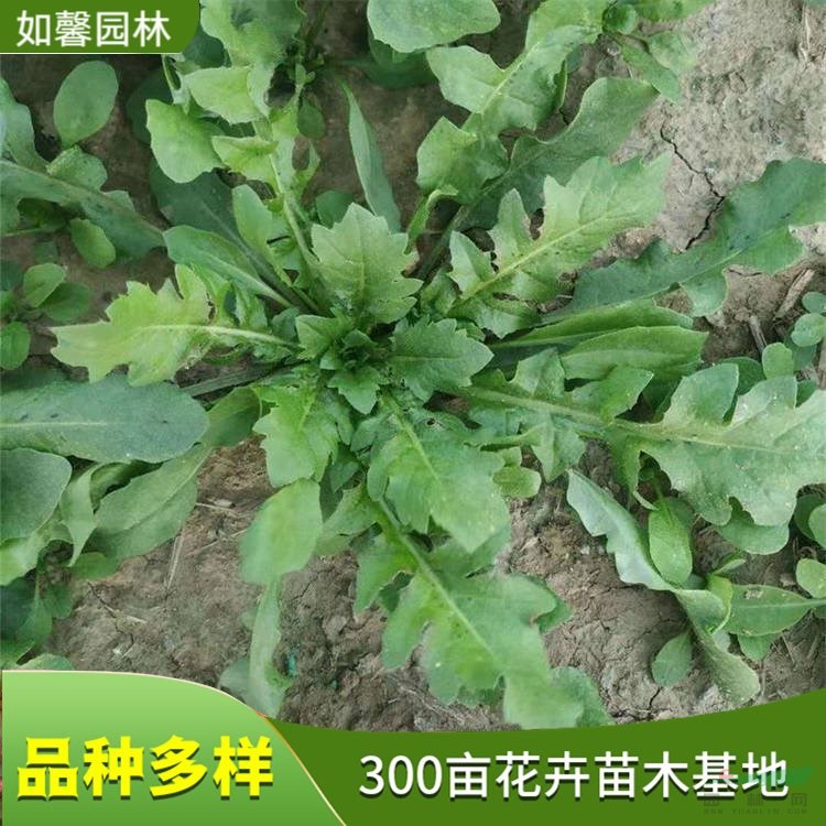 出售薺菜 易種植 陽(yáng)臺(tái)庭院盆栽可食用植物 花壇花鏡觀賞