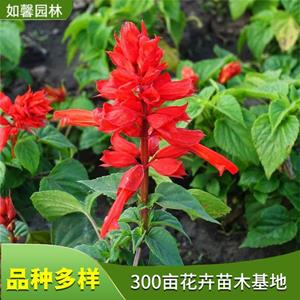 庭園小區(qū)盆栽綠化花卉一串紅 陽(yáng)臺(tái)觀賞植物 基地直發(fā) 花境植物批發(fā)