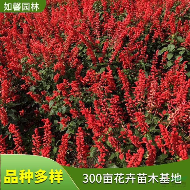 庭園小區(qū)盆栽綠化花卉一串紅 陽臺觀賞植物 基地直發(fā)