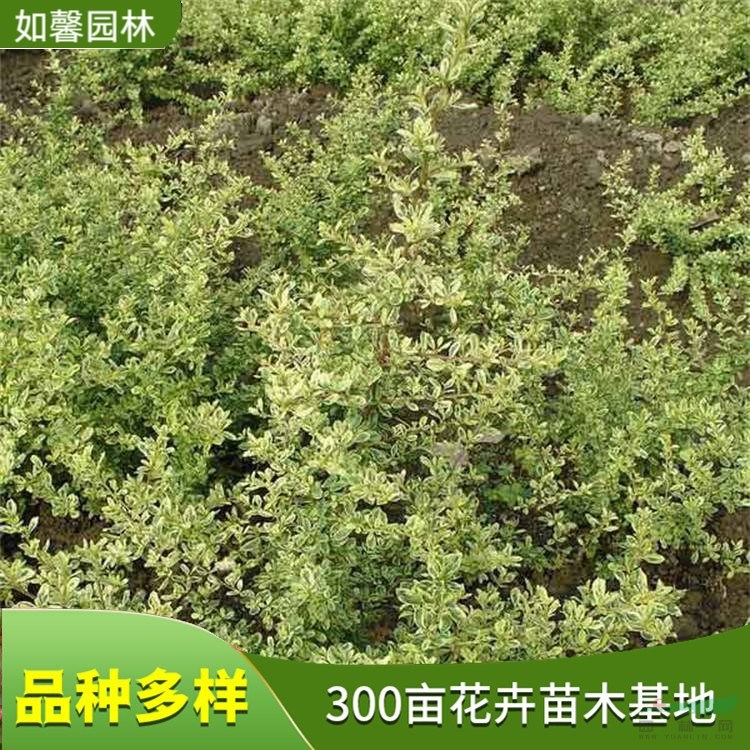 出售小丑火棘 園林地被綠籬植物 凈化空氣 綠化生態(tài)樹種