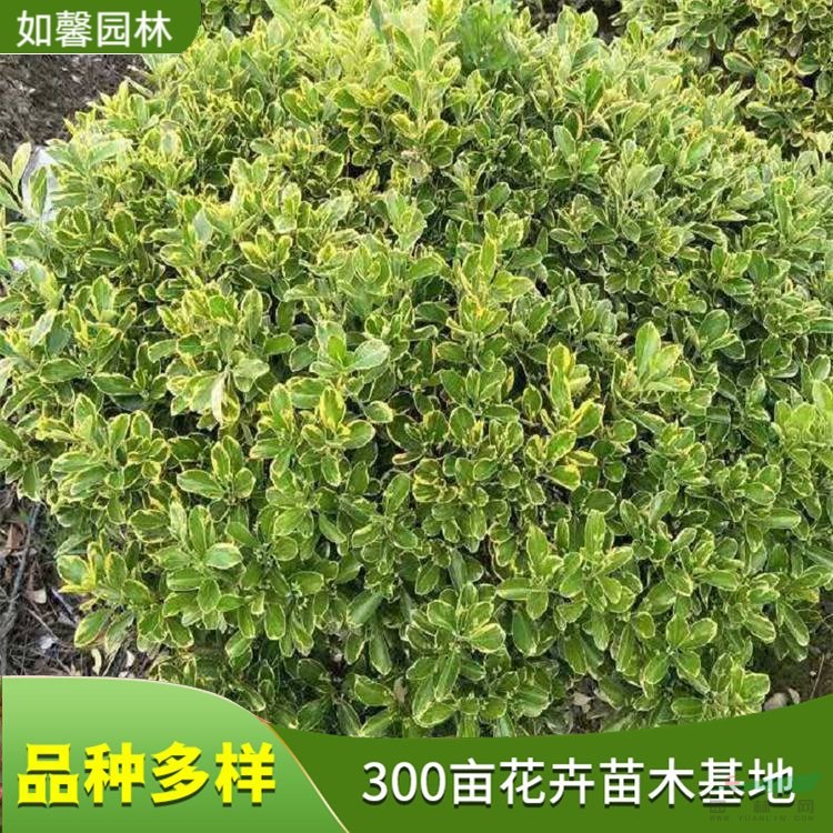 出售小丑火棘 園林地被綠籬植物 凈化空氣 綠化生態(tài)樹種