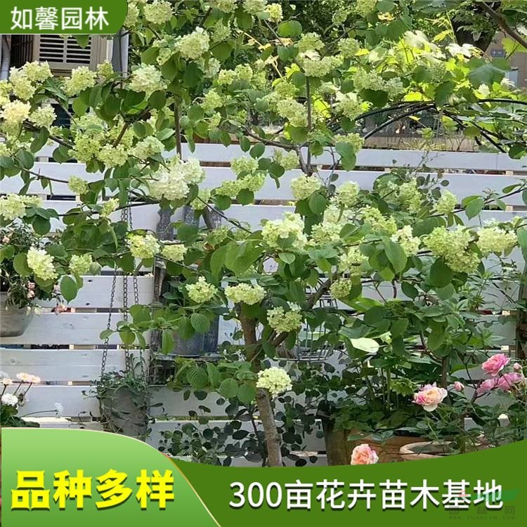 市政綠化工程觀花樹種麻葉木繡球 庭院綠植盆栽地栽苗 花境植物批發(fā)