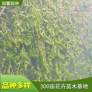 基地出售茨藻 魚缸點綴裝飾植物 水體綠化 凈化水質(zhì) 花境植物批發(fā)