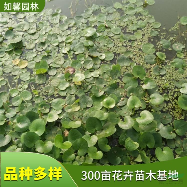 基地出售浮水植物水鱉 濕地公園綠化 水池造景綠植