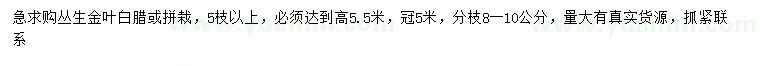 求購冠幅5米叢生金葉白蠟