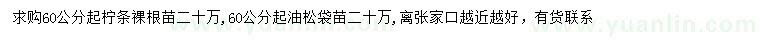求購60公分以上檸條、油松