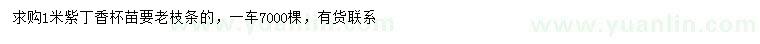 求購1米紫丁香