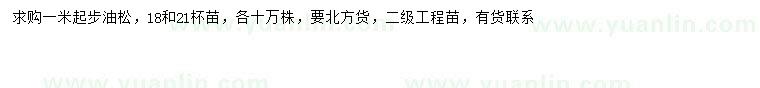 求購1米以上油松