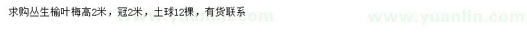 求購(gòu)高2米叢生榆葉梅