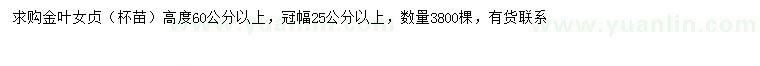 求購高60公分以上金葉女貞