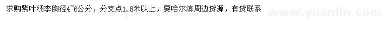 求購(gòu)胸徑4-6公分紫葉稠李
