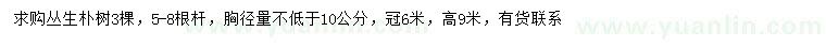 求購冠幅6米叢生樸樹