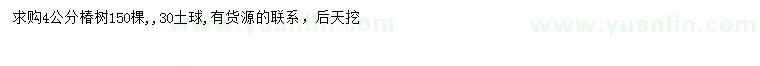 求購4公分椿樹