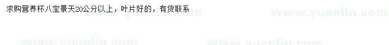 求購20公分以上八寶景天