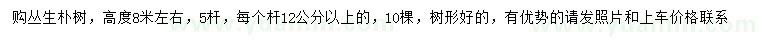 求購(gòu)高8米左右叢生樸樹(shù)