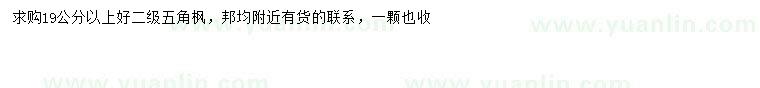 求購19公分以上五角楓