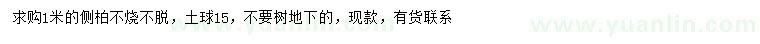 求購1米側柏