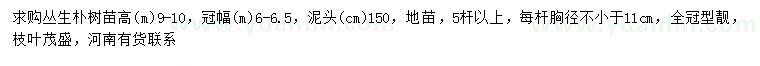 求購冠幅6-6.5米叢生樸樹