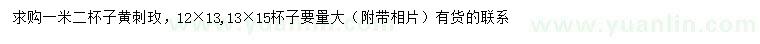 求購1.2米黃刺玫