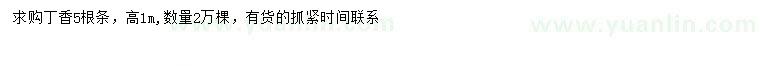 求購高1米丁香