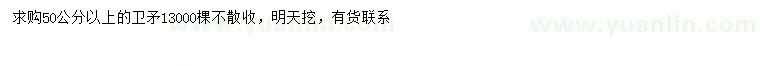 求購50公分以上衛(wèi)矛