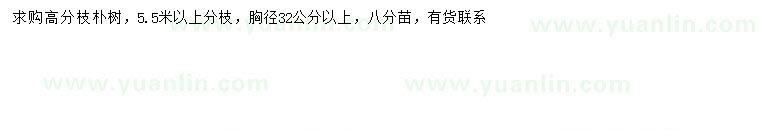 求購(gòu)胸徑32公分以上樸樹
