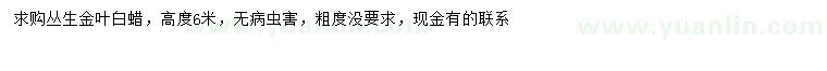 求購(gòu)高6米叢生金葉白蠟