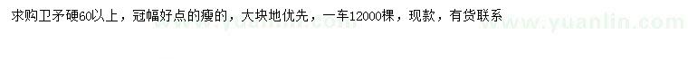 求購60公分以上衛(wèi)矛