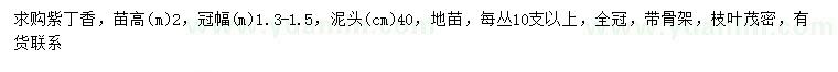 求購(gòu)冠幅1.3-1.5米紫丁香