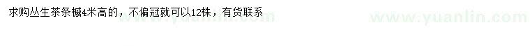 求購高4米叢生茶條槭