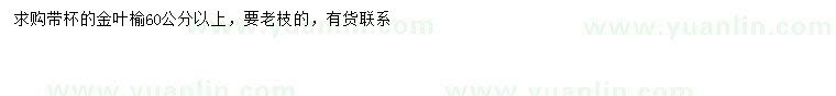 求購(gòu)60公分以上金葉榆