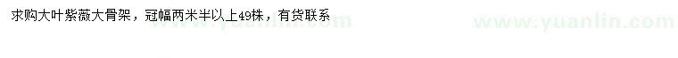 求購冠幅2.5米以上大葉紫薇