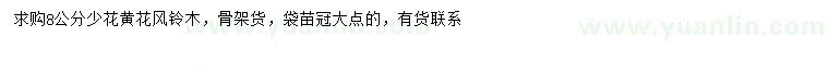 求購8公分少花黃花風(fēng)鈴木