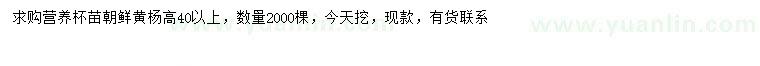 求購高40公分以上朝鮮黃楊