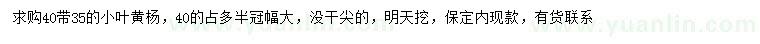 求購35、40公分小葉黃楊