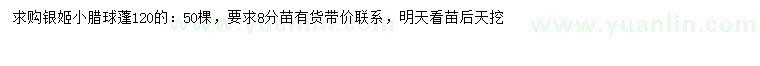 求購冠幅120公分銀姬小臘球