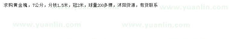求購7公分黃金槐