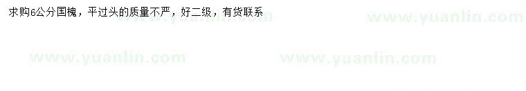 求購6公分國槐
