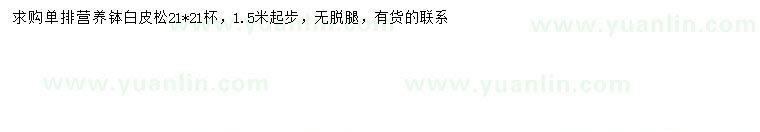 求購1.5米以上白皮松