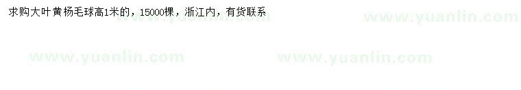 求購高1米大葉黃楊球
