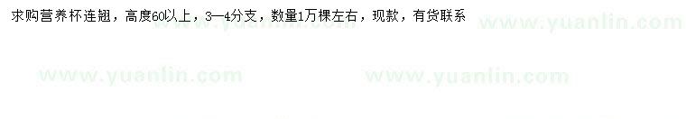 求購(gòu)高60公分以上連翹
