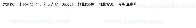 求購(gòu)10-12公分紫葉李
