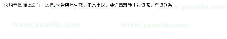 求購24公分國槐