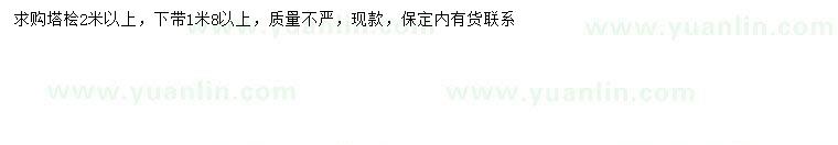 求購1.8米以上塔檜