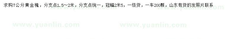 求購(gòu)7公分黃金槐