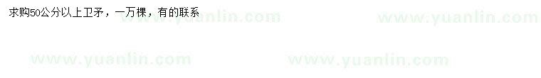 求購50公分以上衛(wèi)矛