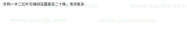 求購1.2米紅葉石楠球